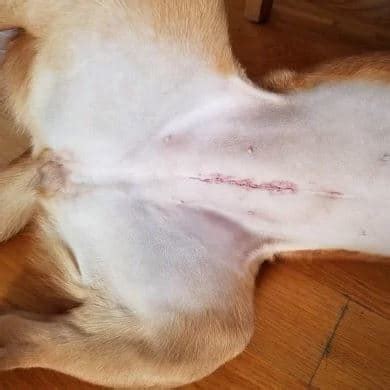 lump under dog spay incision|Is It Normal to Have a Dog Spay Incision Lump